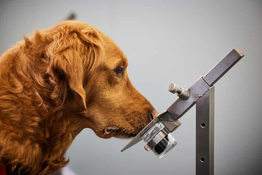 Each dog has a different tell: some utter a whining sound while others stand stock-still.